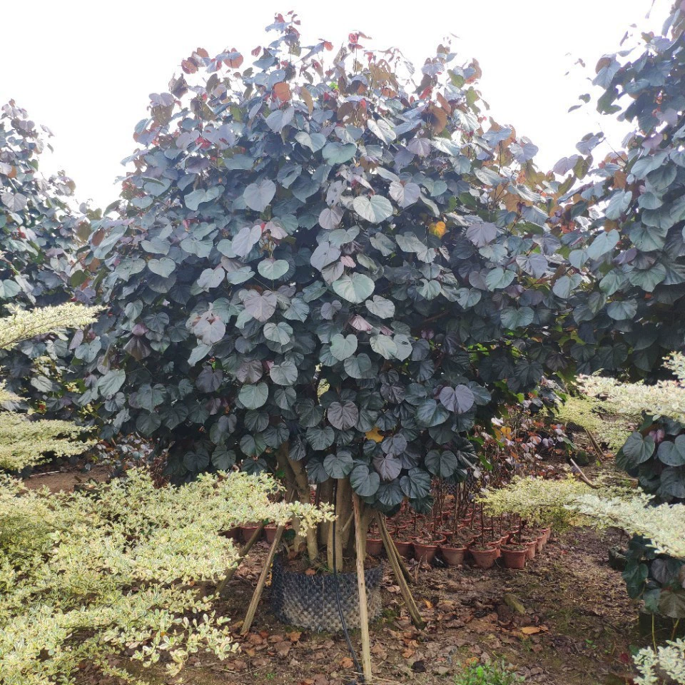 Поставка нескольких стержней 6-8 стержней с кустами красных листьев гибискус 4-6 м.