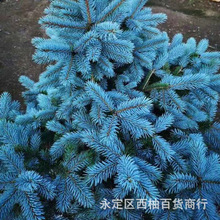 �{�ɼ�N�Ӻ��ɼ�G����ľ�{ɼ������_�����{ɼС��ͥԺ�҃�ֲ��