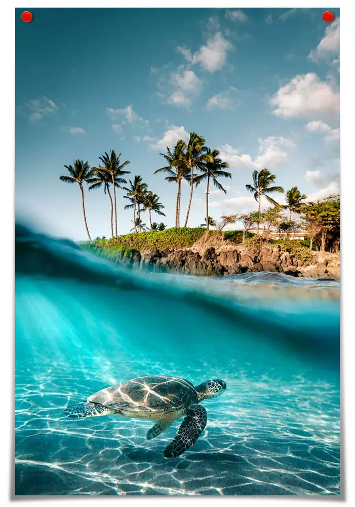 跨境货源 亚马逊 速卖通海洋海龟帆布画装饰画商用场所装饰海报