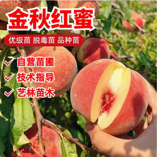 ����޽��Ҙ��� ����t�������������t�����Ә����Ϸ������Nֲ