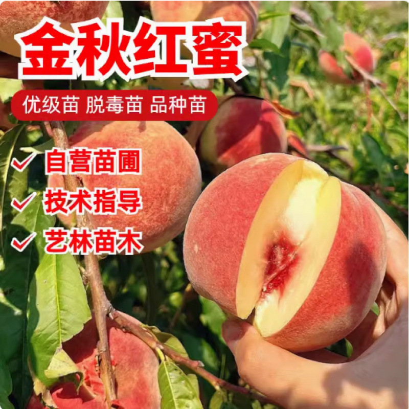 果树嫁接桃树苗 金秋红蜜桃苗晚熟金秋红蜜桃子树苗南方北方种植