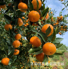 正宗赣南蜜橘子苗特早熟橘子苗无籽薄皮江西蜜桔苗赣南寻乌蜜桔苗