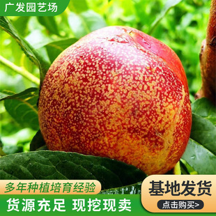 �t�����Ҙ��� Ƥ������֭ˮ�S�� �Ҙ�������ֱ�l�Ҙ���