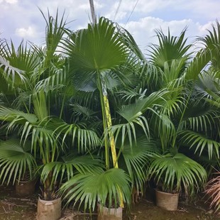 2411 Origin Wholesale Supply of Small Palmetto 2- 3m High Bag Seedlings Palm Tree Complex Green Wetland Greening Windbreak