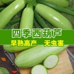 西葫芦种四季绿皮西葫芦种孑菜葫芦籽耐寒抗病春秋季种子瓜种籽子