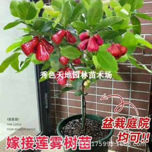 �ڽ���ɏ�F��������~�t̨��ɏ�F�޽����Ϸ��������Ե��Ԯ���Y��