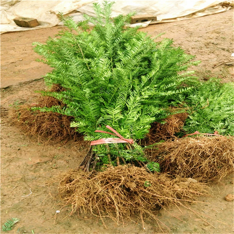 База Оптовая Taxus Mairei Рассада Экономическое облесение Рассада Вилла Двор Озеленение Сад Пейзаж Озеленение Деревья