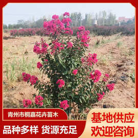 四季开花耐寒紫薇树苗 丛生紫薇花盆栽苗 天鹅绒紫薇苗青州基地