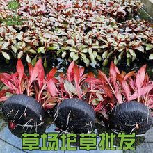坨草水草有茎类后景水草懒人水草坨水草基质绿菊套餐红丝青叶坨草