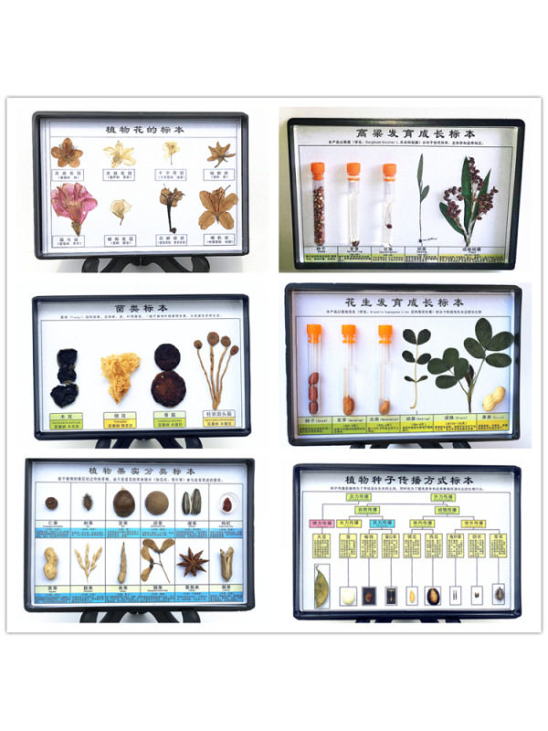 Primary School Students' Real Plant Growth Observation Kit, the Life Growth Process of Plants, Rice, Peanuts, Wheat and Bean Sprouts