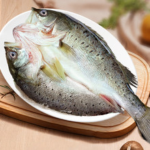 鲈鱼新鲜海鲈鱼开背冷冻商用鲜活白蕉深海特大三去开背鲈鱼代发