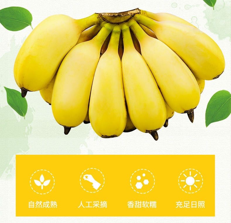 农家自产 广西苹果蕉正宗粉蕉应季水果新鲜现摘