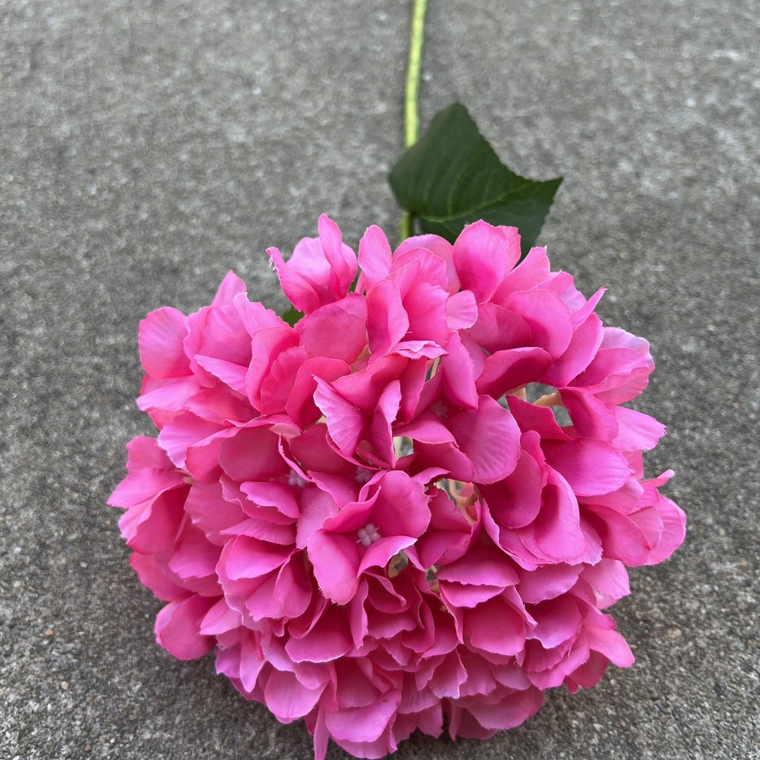 Extra large single Head Hortensia francesa Rosa Rojo