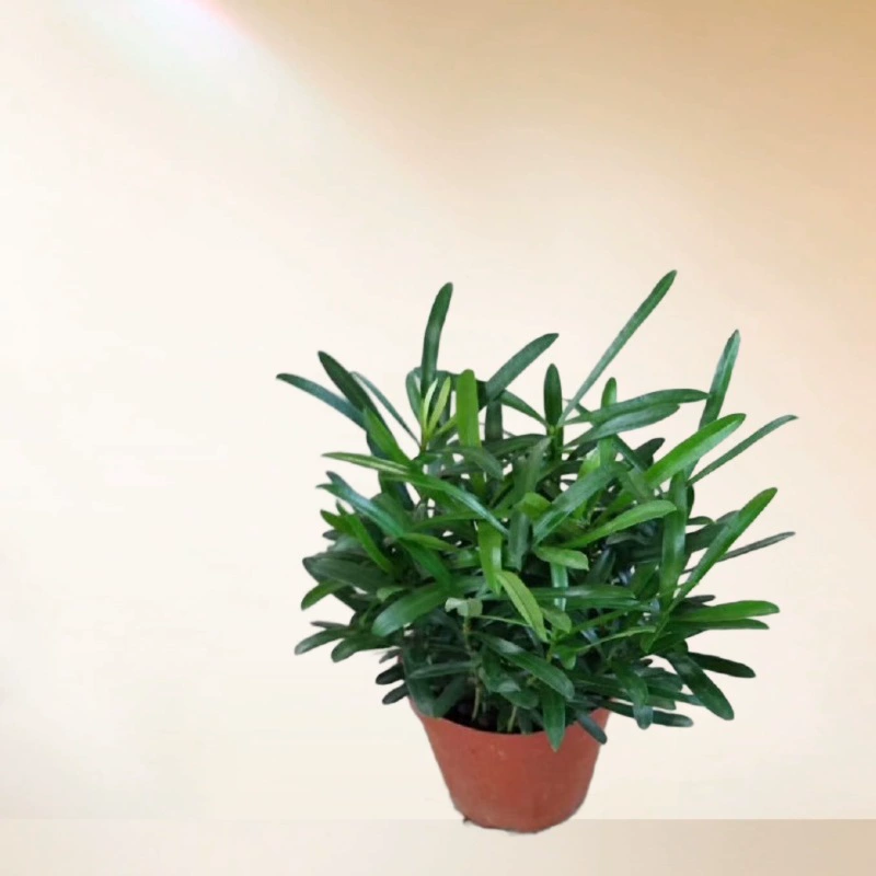 Производитель поставляет оптом большое количество горшков Podocarpus bonsai A90 для офиса, рабочего стола, сада, цветов и зеленых растений.