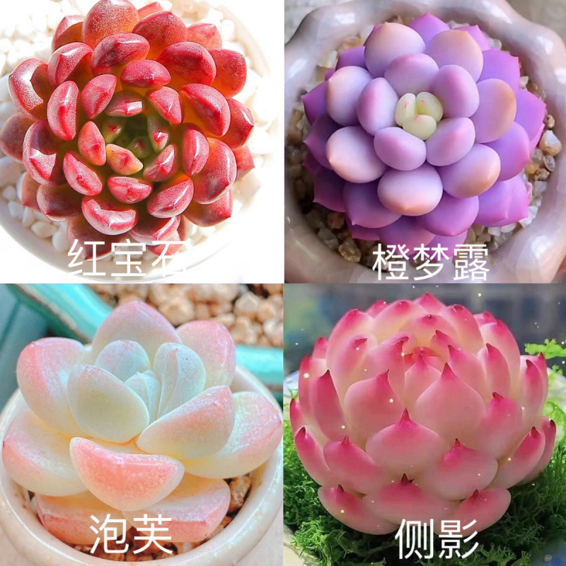 橙梦露锦进口多肉泡芙组合盆栽鲜活客厅包邮耐寒秋冬好养活厂家