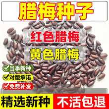 �����²��D÷�N���D÷����N�������D÷���÷����÷�ͺ����㻨��