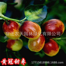 黄冠沾化冬枣枣树树苗庭院地栽盆栽南方北方种植当年结果大枣树苗