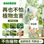 去除小飞虫月季常用药