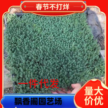 һ�����l���Rֲ�� ���A�����ײݱ�ѩ�ݽ��~��ײ��бP�ر�