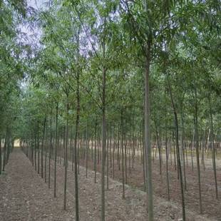 ���������S�����@�־G��ͥԺ��z�����е���������亵��������ľ