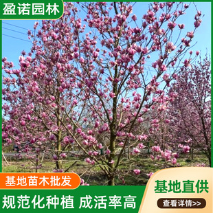 �e��ͥԺ�������m�������G��ֲ���ϰ����m�L�����ľͥԺ�G��
