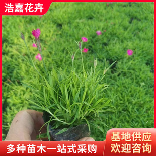 European Dianthus Seedlings Flower Potted Cold-Resistant Perennial Florals Landscape Engineering Greening Rainbow Dianthus Potted Plants