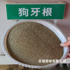 种子;其他园林植物;灌木