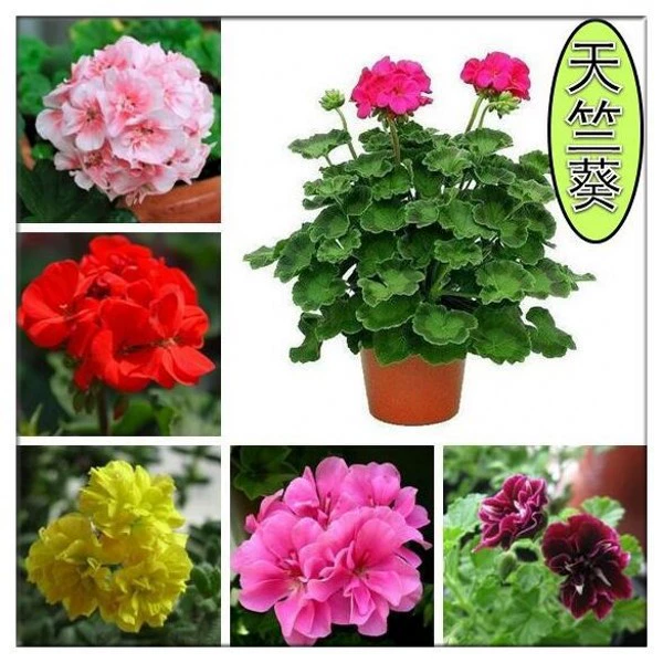 Дропшиппинг двухлепестковых рассады цветов герани, травяных растений, которые цветут в любое время года, легко выращиваемых горшечных растений для балкона, двора, сада и комнаты.