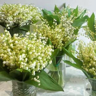 Russian Perfume Lily of the Valley Flower Seedlings Bloom in All Seasons, Cold-Resistant Indoor and Outdoor Potted Plants with Buds, Bulb Flower Seeds