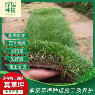 Green Turf, Real Grass Engineering Lawn with Soil, No Cutting, Taiwan Grass, Manila Green Grass, Courtyard Garden House