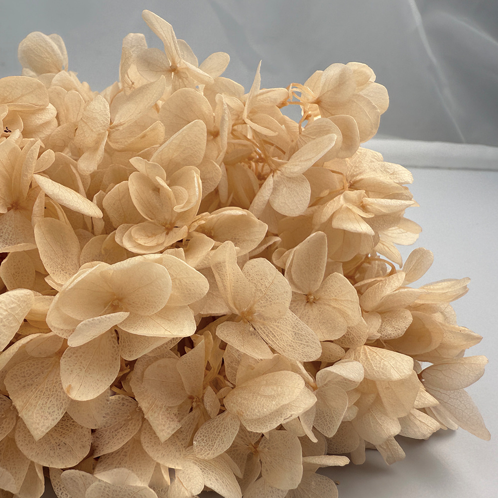 Flores de hortensia preservadas de calidad A+ del fabricante de Yunnan, flores preservadas en caja de 20g.