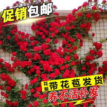 �Nޱ�����ٱ��¼��ش󻨝�������ֲ��ͥԺ�̨�ļ���������õ���_