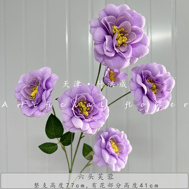 히비스커스 6개