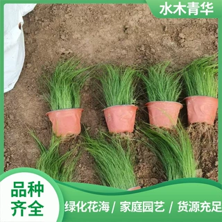 墨西哥羽毛草盆栽青州观赏草种植基地公园园艺植裁工程苗细茎针茅