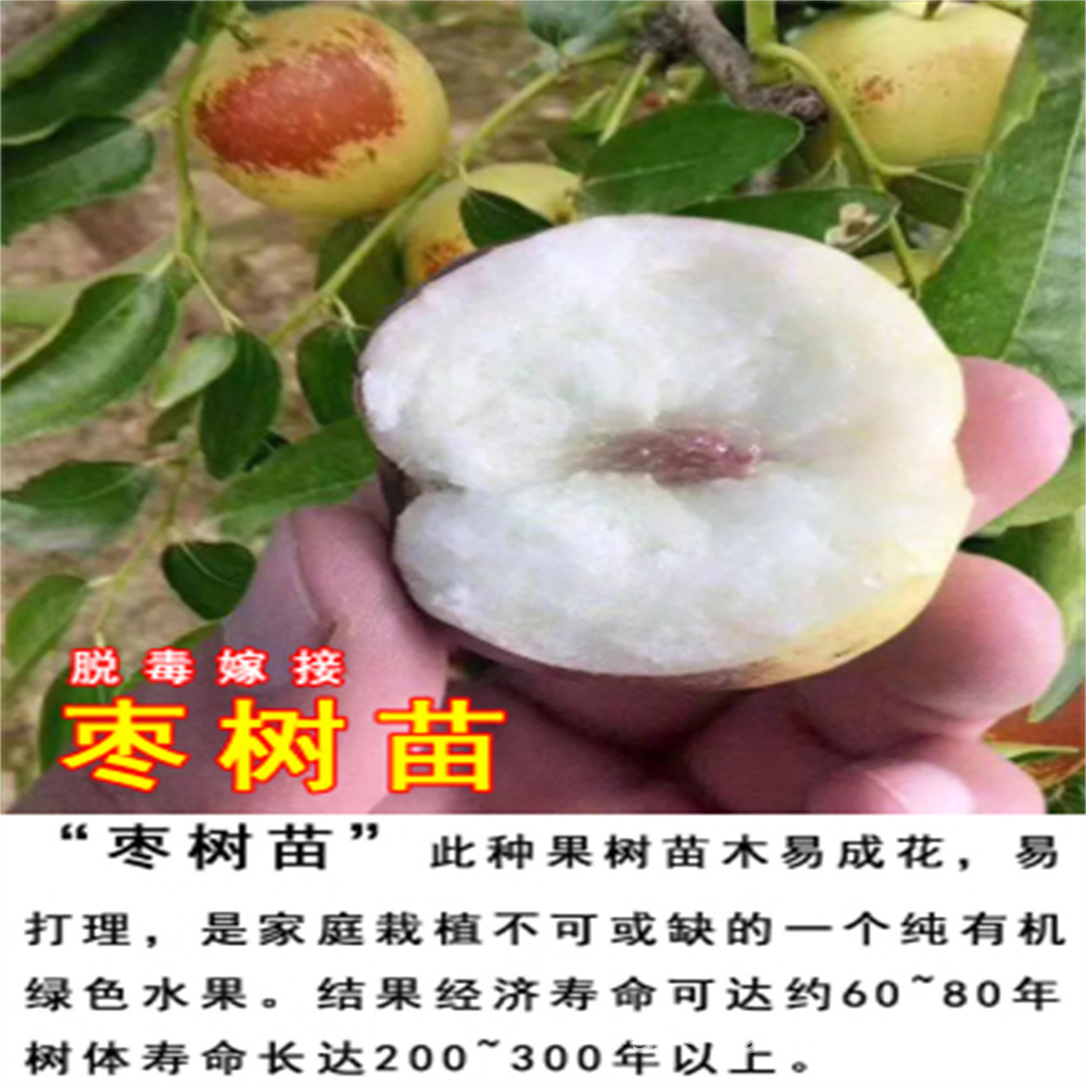 子弹头枣树大冬枣嫁接特大北方南方种植庭院葫芦枣树果树果苗盆栽