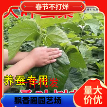 һ�����l���~�Qɣ�������ϱ������ԷNֲ�B�Qɣ��С������ɣ�����