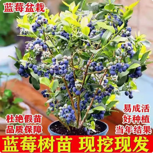 Blueberry Tree Seedlings, Blueberry Seedlings for Pot Planting or Ground Planting, Fruit Seedlings with Large Fruits, Suitable for Planting in Both Southern and Northern Regions, Rabbit-Eye Green Gemstone Fruit Trees