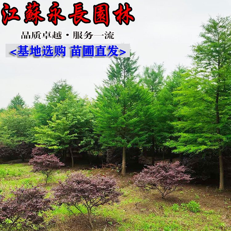 微信图片_202505120638