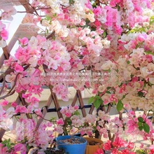 ��ɫ����÷����������ͥԺ����÷���ļ��_���Ϙ�õ��t���ݼt�t��