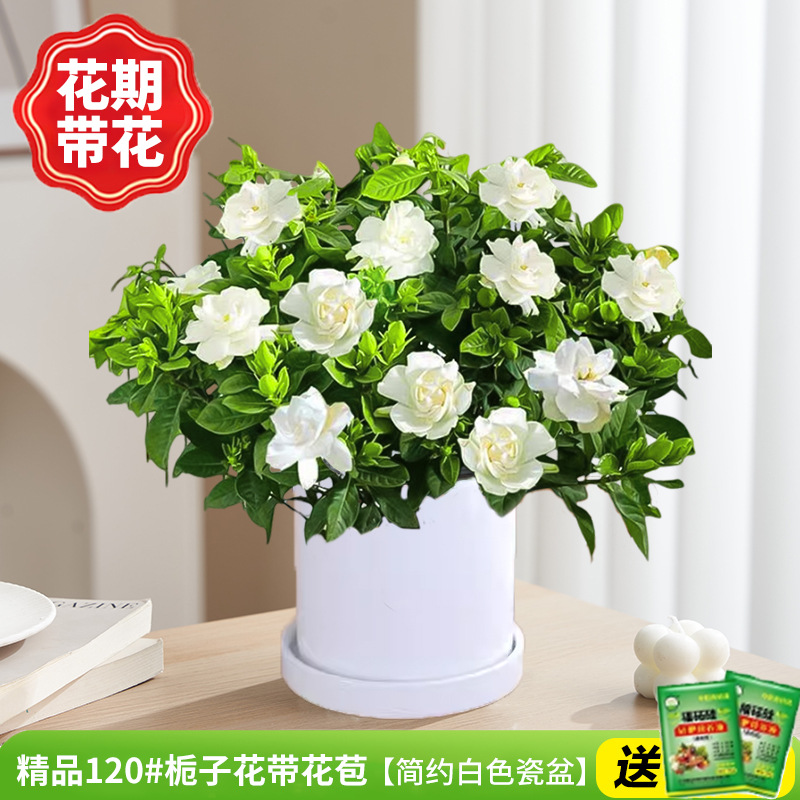 부티크 120#치자나무 개화기(간단한 백자 화분)에 영양액을 공급