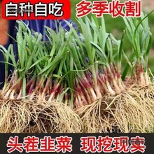 韭菜根种植紫色秋季室内盆栽韭菜带盆现挖新根种苗韭菜根苗麦太保