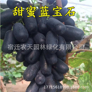 Sapphire Big Fruit Cold-Resistant Beauty Refers to Kyoho Grape Planted in the North and South in the Same Year and Potted Fruit Saplings