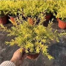 �S������ ͥԺ�̨�G���c�Y �������^�~ֲ���ͺ��S������ľǧ�ӽ�