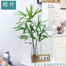 水培植物米竹室内盆栽富贵竹南天竹盆景绿植小叶百合竹子花卉好养