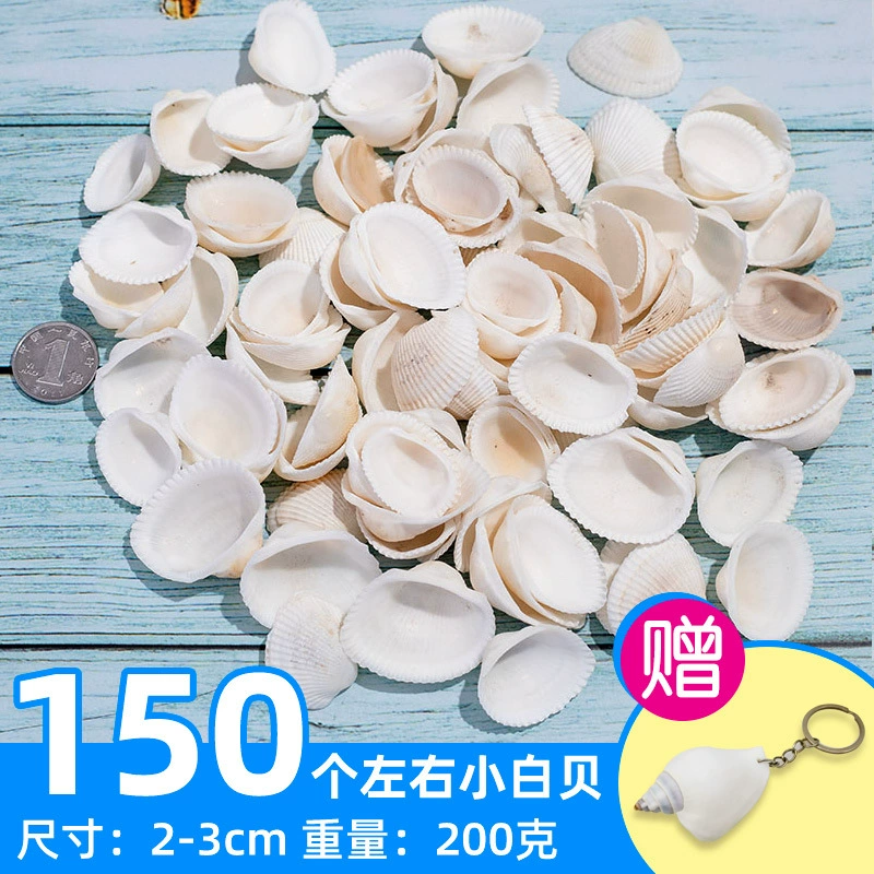 Organic aquarium with shells, aquarium decor, sample handmade
