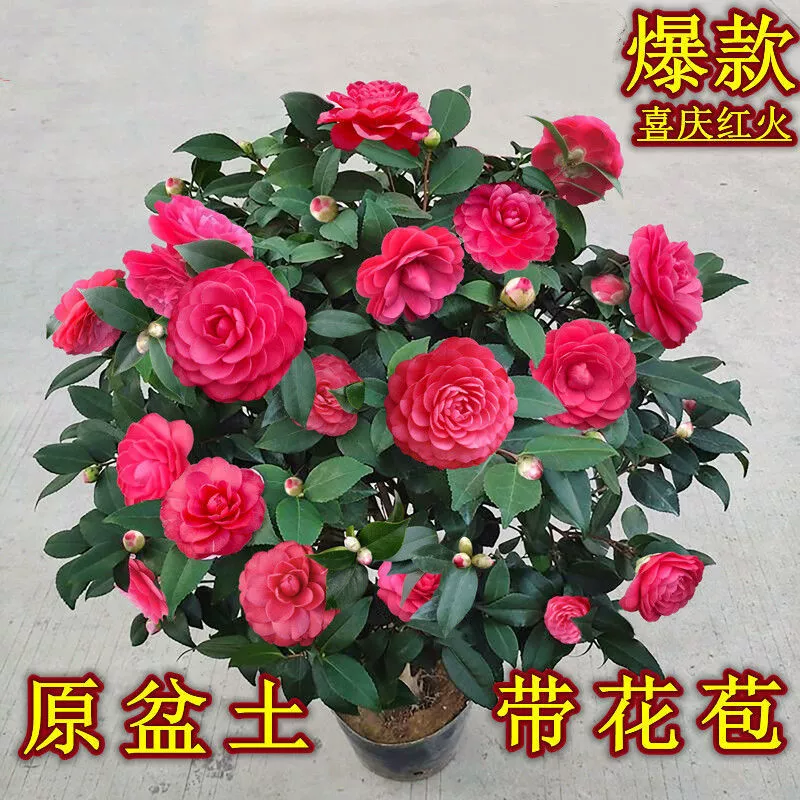 Цельный четырехсезонный дропшиппинг с бутонами камелии, китайский красный, большая красная камелия, праздничные красные и огненные ландшафтные саженцы и старые пни.