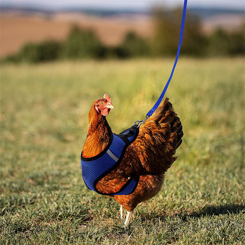 Pet goose, duck, chicken harness leash, adjustable chicken harness, comfortable and breathable elastic belt for pets