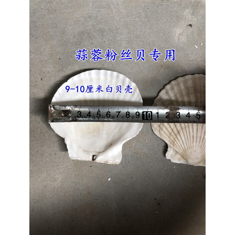 9— 10cm 흰 가리비(BBQ용)