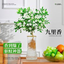 九里香水培植物带花苞驱蚊绿植盆栽办公室内桌面好养水生禄植盆景