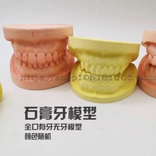 牙模型 牙科 口腔教学模型 全口有牙无牙学生练习石膏牙模1口包邮